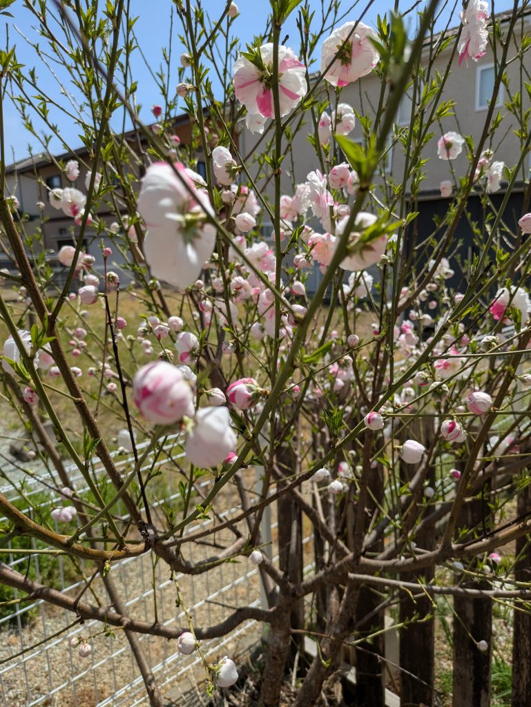 Pink flowers blooming in a Japanese home garden, peaceful outdoor scene